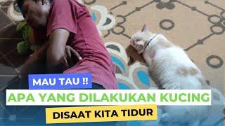 HAL YANG DILAKUKAN KUCING SAAT KITA TIDUR Menurut Kitab Primbon Jawa