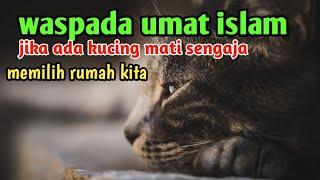 waspada umat Islam ‼️jika ada kucing mati sengaja  memilih rumah kita ini ada sesuatu 4 tanda