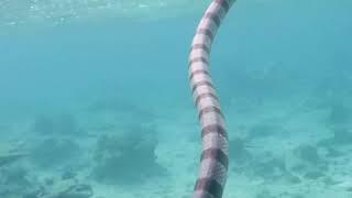 The Banded Sea Krait  Azula