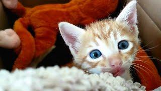 Cute ginger kitten meowing  CatsLifePH