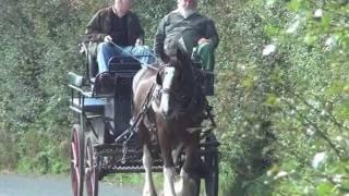 Barry Hook breaking a shire horse to carriage drive