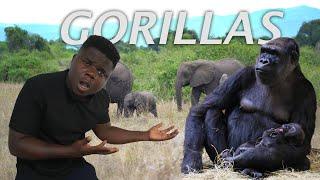 My First Encounter With A Wild Gorilla In Uganda