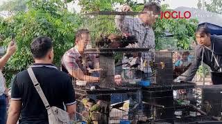 PELEPASAN BURUNG DI GIANT AVIARI THE JOGLO GARDEN