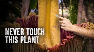 How to Survive the Corpse Flower