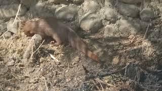 mongoose search Of food  mongoose eat food in his home #worldinfo mongoose vs snake