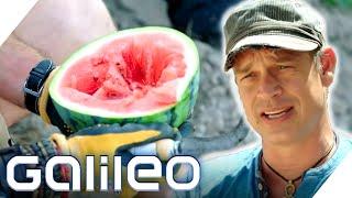 30.000 Kg täglich - Harro schuftet bei der Wassermelonen-Ernte  Galileo  ProSieben