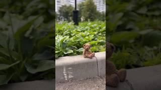 Teddy bear️ мишка малышПерезаливаю видео #bear #teddybear