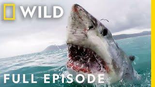 Shark Attack California Coast Carnage Full Episode  When Sharks Attack