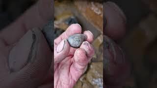 Teeny tiny Fossilised Shell  #shorts #fossilhunting #fossils #beach #rock #sea #coast #shell