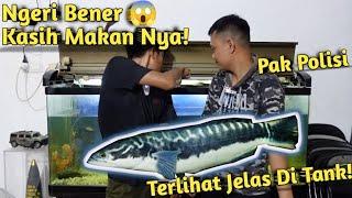 LELE BESAR DITELAN HABIS KASIH MAKAN TOMAN MONSTER PAK POLISI DIDALAM AQUARIUM