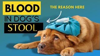 5 Facts About Blood In Dogs Stool You Must Know