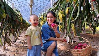 The dragon fruit is small and sweet. Yike eats one at a time and cant stop eating.