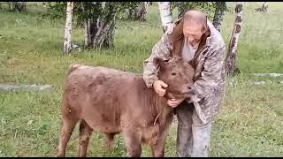 Галловеи на отдыхе.