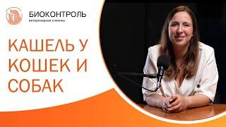  Кашель у кошек и собак разновидности причины и лечение. Кашель у кошки причины и лечение. 12+