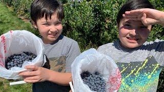 Picking Blueberries at Majestic Farms in Hockinson Washington