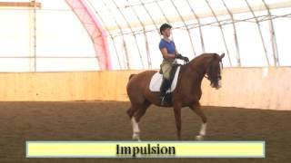 Impulsion  - 40 Fundamentals of English Riding