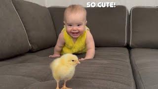 My Baby tries to catch baby chick 