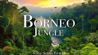 Borneo Jungle 4K - Amazing Tropical Rainforest In Asia  Scenic Relaxation Film