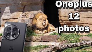 OnePlus 12 Pro + All Zoo Moments