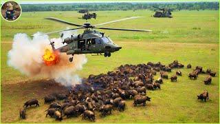 How Do Hunters And American Farmers Deal With Millions Of Wild Boars By Helicopter and Trap