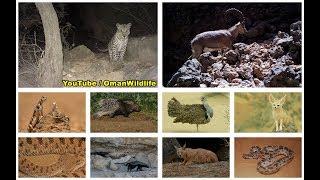 oman wildlife الحياة البرية في سلطنة عمان