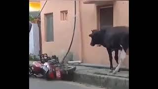 হালাই কামডা করলো কি#funny #memes #funnyvideo #funnyshorts #funnycomedy #funnymemes #funny