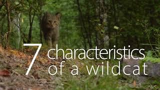 How to recognize a European Wildcat Felis silvestris  7 Characteristics