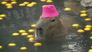 Capybara Song  1 Hour 
