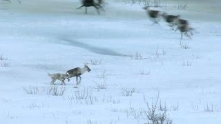 Wolf hunts caribou - Natures Epic Journeys Episode 2 Preview - BBC One