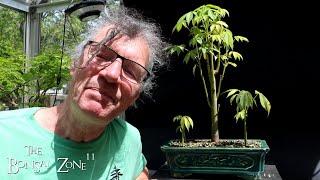 My Kapok Tree The Bonsai Zone June 2024