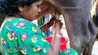 Village Style Buffalo Milking By Village WomanAmazing Women Milking Quick Milking