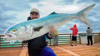 Ultimate Pier Trash Fish Catch Clean & Cook Massive Pier Bluefish