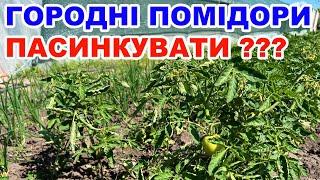 Помідори у відкритому грунті . ПАСИНКУВАТИ ЧИ НІ ?