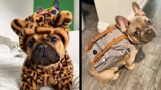 The funniest French Bulldog video  Frenchie compilation