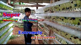 Betta fish farm super money saving and extremely efficient