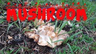 Wild Killer Magic Mushroom & Snakehead