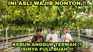 INDONESIA HARUS TAU ADA KEBUN ANGGUR SEBAGUS INI  FULL BUAHHHHH