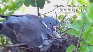 #1Wood  Pigeon Nest／LIVE Nest Cam - Common Wood Pigeon Polgár Hungary