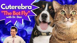 Does your cat or dog have a Cuterebra or Bot Fly Infection?  Dr. Dan explains.