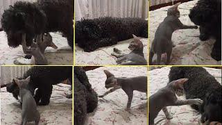 Забавное видео как кот играет с собакой