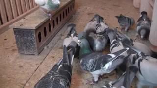 INTERVIEW WITH JOHN FARRELL. IRISH HOMING PIGEON FANCIER.