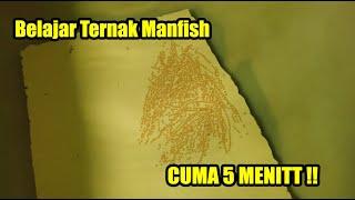 CARA TERNAK IKAN MANFISH PALING SEDERHANA DAN SIMPEL