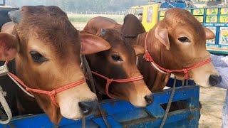 biggest cow cow videos cow unloading cow video goru hamba cow big cowCowBazaar