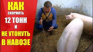 ВЫВОЗ НАВОЗА или КУДА ДЕТЬ НАВОЗ от СВИНЕЙ? 10 месяцев БЕЗ ЗАПАХА И ВОНИ. МАГИЯ БАКТЕРИЙ.