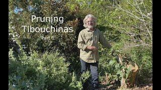 How to Prune Tibouchinas