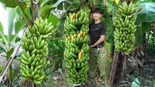2 year living in forest harvest bananas to sell to earn money buy land build farm. Thanh trieu tv