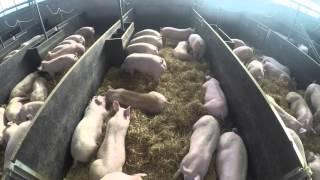 Pigs in a straw based pig shed - Time lapse