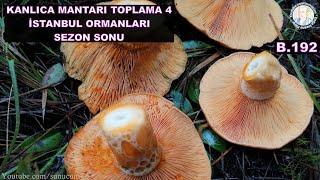 KANLICA MANTARI TOPLAMA 4 -İSTANBUL MANTAR TOPLAMA -192. Bölüm