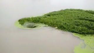 Amazing monstrous whirlpool in river swallowing water plants  bain à remous dans la rivière