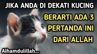 Inilah 3 Pertanda Dari Allah Jika Anda Didekati Kucing  Bersyukurlah...